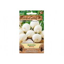 Radis blanc rond WHITNEY 65943