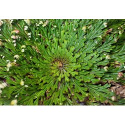Hechtia (Hechtia lepidophylla) 10 zaden