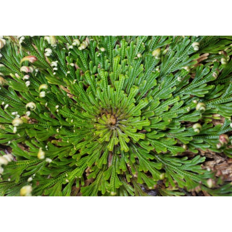 Hechtie (Hechtia lepidophylla) 10 semi
