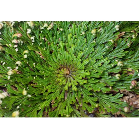 Hechtie (Hechtia lepidophylla) 10 semi