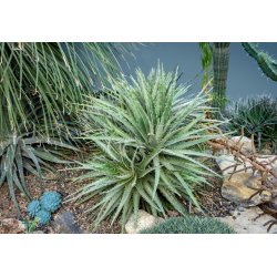 Hechtia (Hechtia lepidophylla) 10 zaden