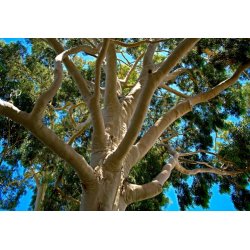 Korymbie Zitrone (Corymbia citriodora) - 5 Samen