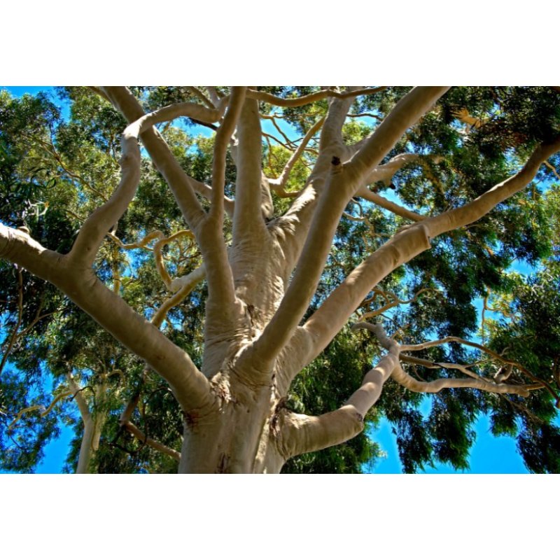 Citroeneucalyptus (Corymbia citriodora) - 5 zaden
