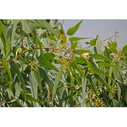 Korimbija limunska (Corymbia citriodora) - 5 sjemenki