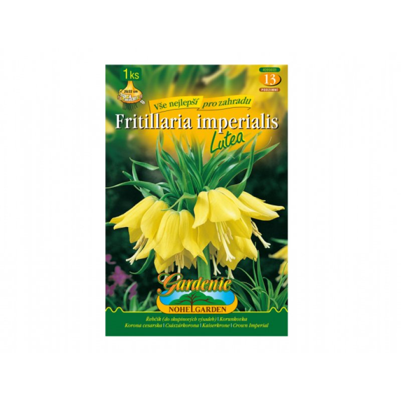 Fritillaria 1 kom