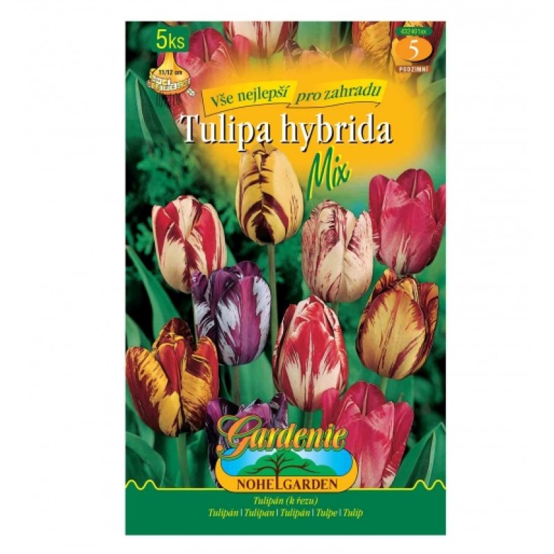 Tulipán Rembrandt, mezcla 5 uds.
