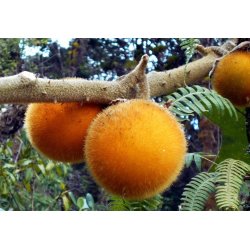 Quito Eggplant (solanum candidum) 5 seeds