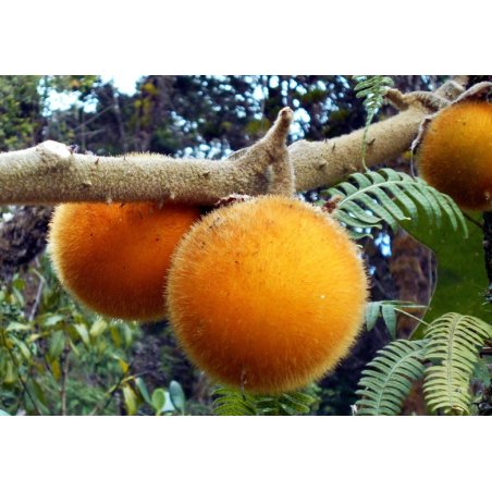 Quito-nachtschade (solanum candidum) 5 zaden