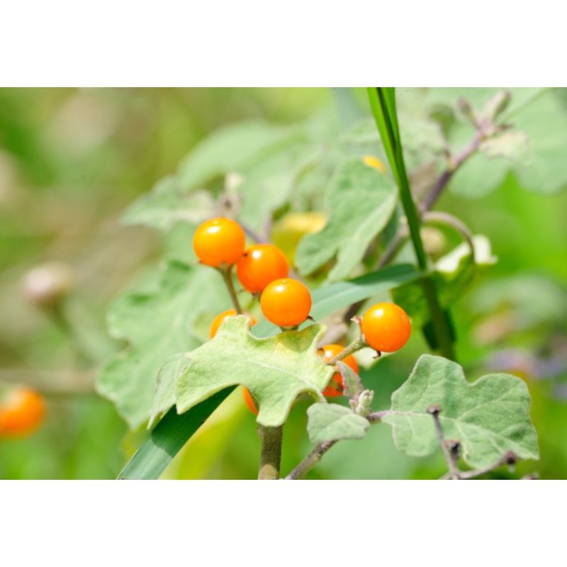 Orinoquia-Apfel (solanum sessiliflorum) 10 Samen
