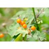 Manzana del Orinoco (solanum sessiliflorum) 10 semillas