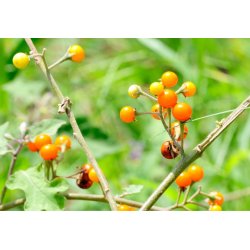 Orinoco apple (solanum sessiliflorum) 10 seeds