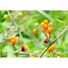 Manzana del Orinoco (solanum sessiliflorum) 10 semillas