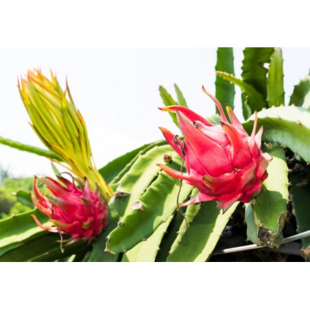 Rote Pitahaya (hylocereus costaricensis) 7 Samen