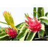 Pitahaya rouge (hylocereus costaricensis) 7 graines