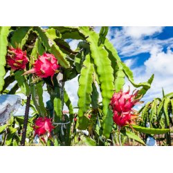 Red Pitahaya (hylocereus costaricensis) 7 seeds