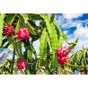 Pitahaya czerwona (hylocereus costaricensis) 7 nasion