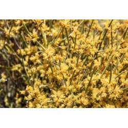 Éphédra fragile (ephedra fragilis) 8 graines
