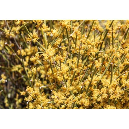Chvojník krehký (ephedra fragilis) 8 semien