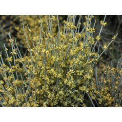 Efedră (Ephedra fragilis) 8 semințe