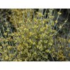Efedra frágil (ephedra fragilis) 8 semillas