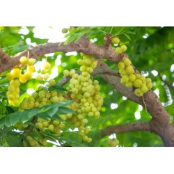 Malaiische Stachelbeere (phyllanthus acidus) 3 Samen
