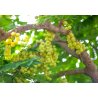 Maleise kruisbesdoorn (phyllanthus acidus) 3 zaden