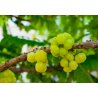 Malaiische Stachelbeere (phyllanthus acidus) 3 Samen