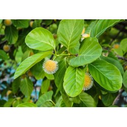 Afrikanischer Pfirsich (nauclea latifolia) 10 Samen