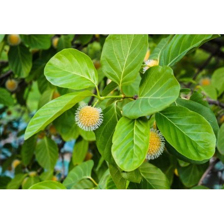 Afrykańska brzoskwinia (nauclea latifolia) 10 nasion
