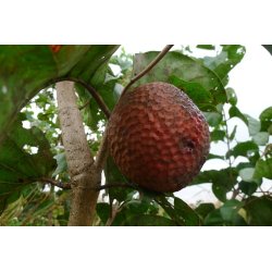 Afrikanischer Pfirsich (nauclea latifolia) 10 Samen