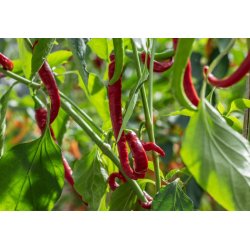 Paprika divlja (capsicum annuum 'Sweet Nariniense') 5 sjemenki
