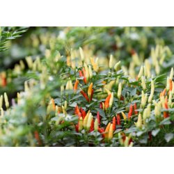 Paprika divlja (capsicum annuum 'Sweet Nariniense') 5 sjemenki