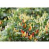Paprika divá (capsicum annuum 'Sweet Nariniense') 5 semien