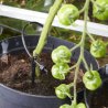 Set mit 20 Tropfern Irrigatia