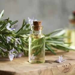 BIO Rosmarin - 100% natürliches ätherisches Öl (10 ml)