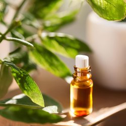 BIO Pimento - 100% natürliches ätherisches Öl (10 ml)