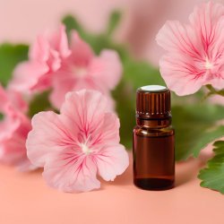 BIO Géranium - Huile essentielle 100% naturelle (10 ml)