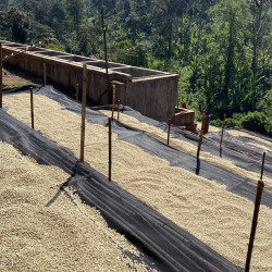 Éthiopie Guji Mancity | Filtre – 1 kg