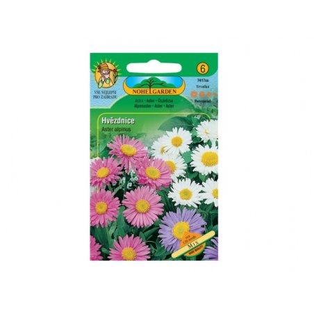 Alpen-Aster (Aster alpinus)