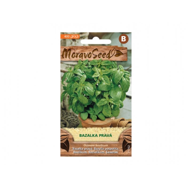 Basilicum (Ocimum basilicum)