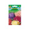 Aster chino alto American Beauty