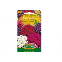 Reine-marguerite Nain de Pruhonice