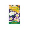 Kletternde Prunkwinde Tricolor mix