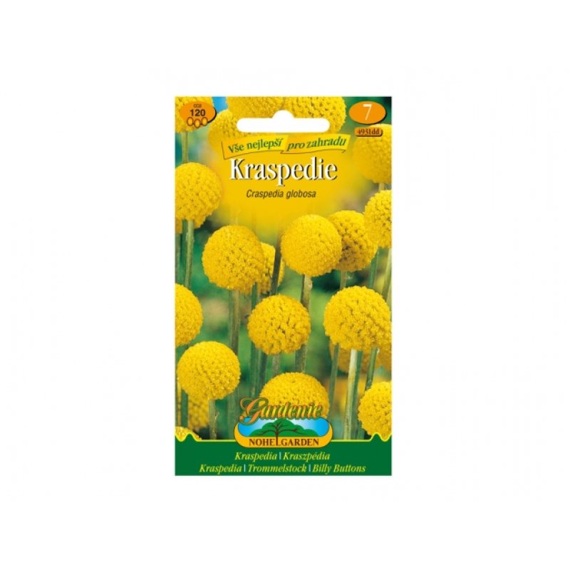 Craspedia gul (Craspedia globosa)