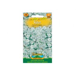 Gypsophila blanca