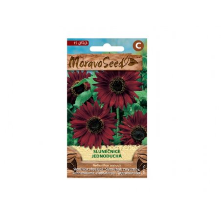 Common Sunflower (Helianthus annuus)