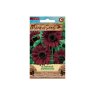Common Sunflower (Helianthus annuus)