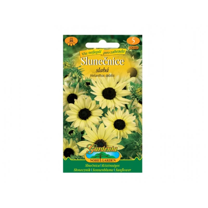 Helianthus debilis