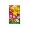 Helichrysum nain pour séchage Mix