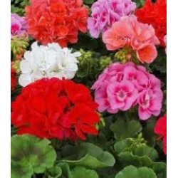 AG Biomin - meststof voor geraniums 500 g